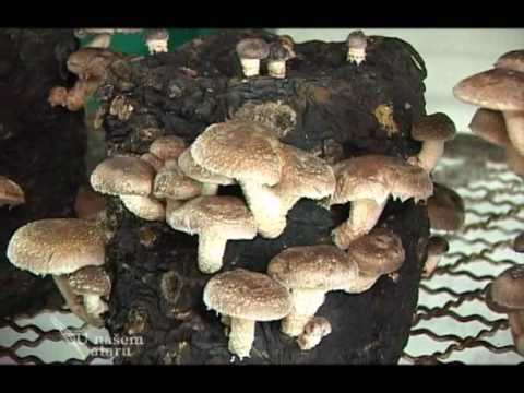 Proizvodnja gljive sitake U nasem ataru 304