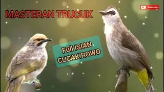 MASTERAN TRUCUK FULL ISIAN CUCAK ROWO||TRUCUK RASA CUCAK ROWO