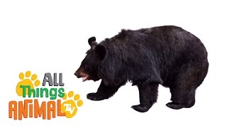 * BLACK BEAR * | Animals For Kids | All Things Animal TV