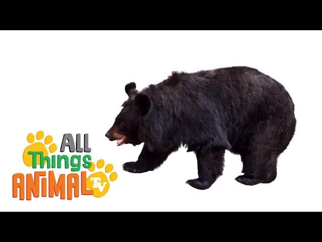 Learning All About Black Bears