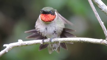 A male Ruby-throated Hummingbird: guarding a feeder is serious business!