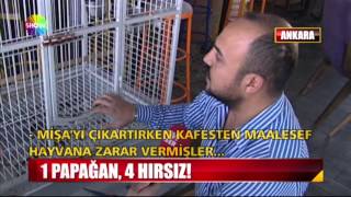 Download lagu 1 Papağan 4 hırsız 1 Papağan 4 hırsız