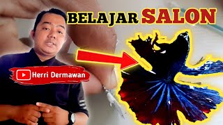 Belajar Salon Ikan Cupang Buat Pemula - Nusantara Betta