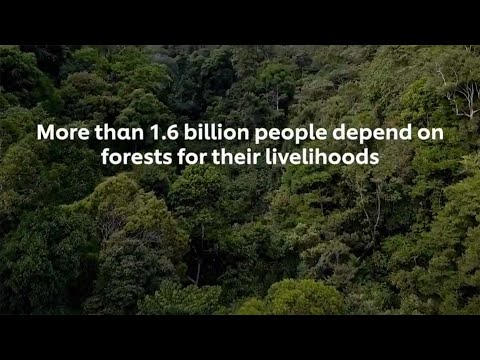 Unilever - Deforestation 