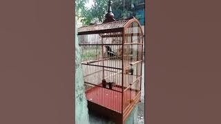 Merdunya suara kacer di pagi hari