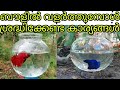 how to care fighter(betta)fish  malayalam| ബൗളിൽ വളർത്തുമ്പോൾ ശ്രദ്ധിക്കേണ്ട കാര്യങ്ങൾ