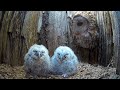 Tawny Owl Luna's Tragic Loss Has a Happy Ending🦉