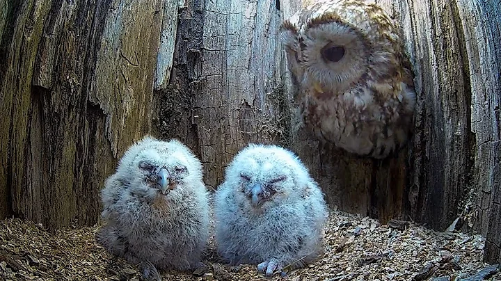 Tawny Owl Luna's Tragic Loss Has a Happy Ending🦉| Luna & Bomber | Robert E Fuller