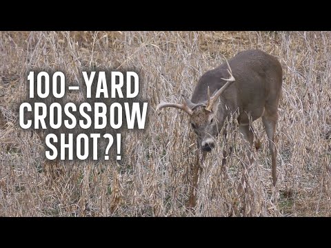 Video: Vil armbrøst dræbe sericea lespedeza?