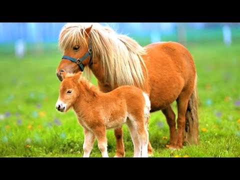 Картинки лошадки пони мультфильм