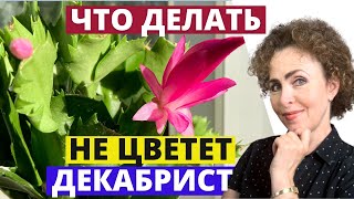 ДЕКАБРИСТ зацветет 100%, если сделаете это