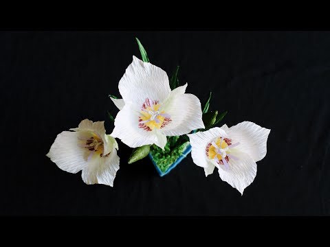 Video: Zakaj je državni cvet v Utahu Sego Lily?