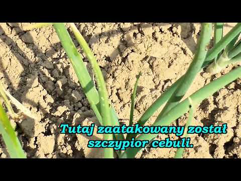 Wideo: Szkodniki cebulowe i ich zwalczanie. Jak leczyć cebulę ze szkodników?