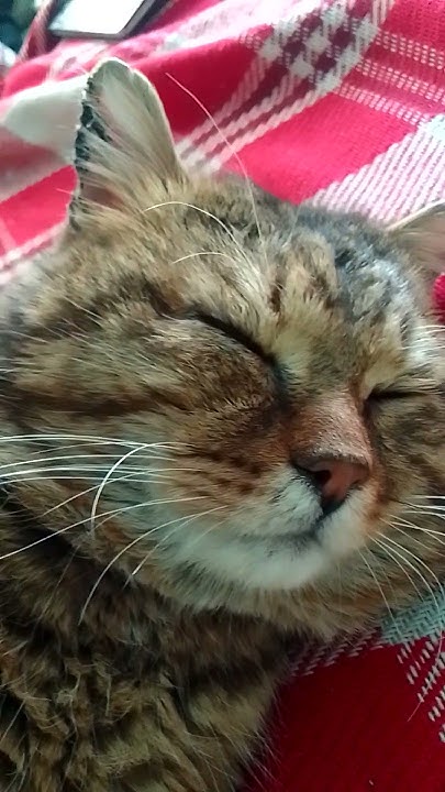 спокойной ночи котик😺 - YouTube