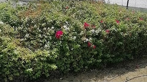 جزء 27. القارئ سيف الفرقاني