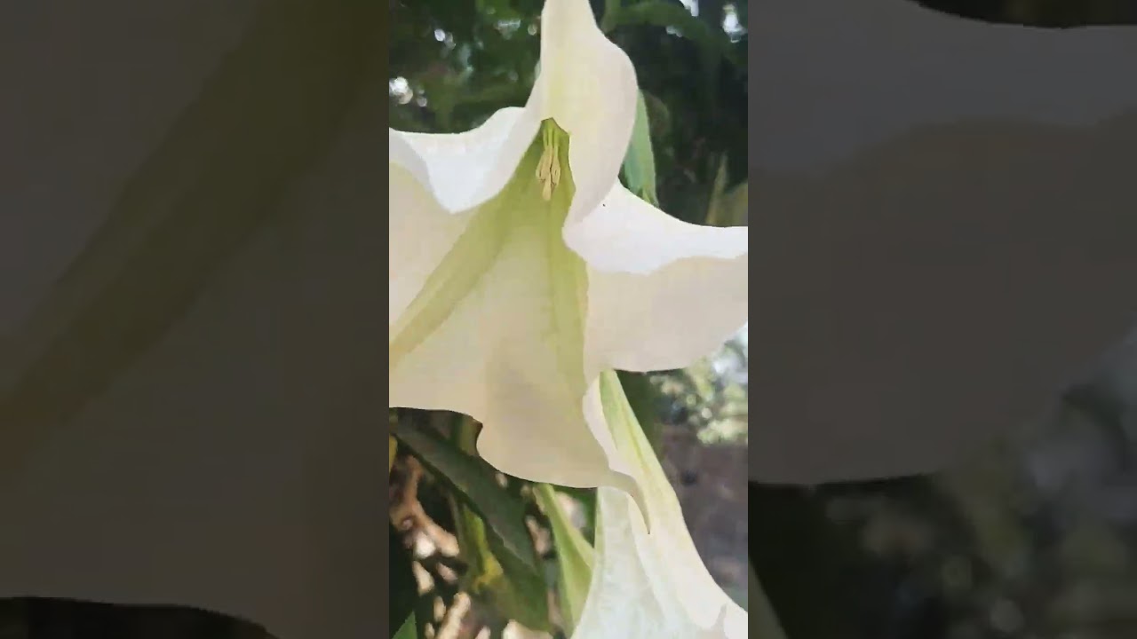 Angel's Tears | Flowers | Night shade family | 