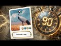 Everything about Demoiselle Crane in 90 seconds