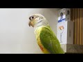 Day With Parrot is live