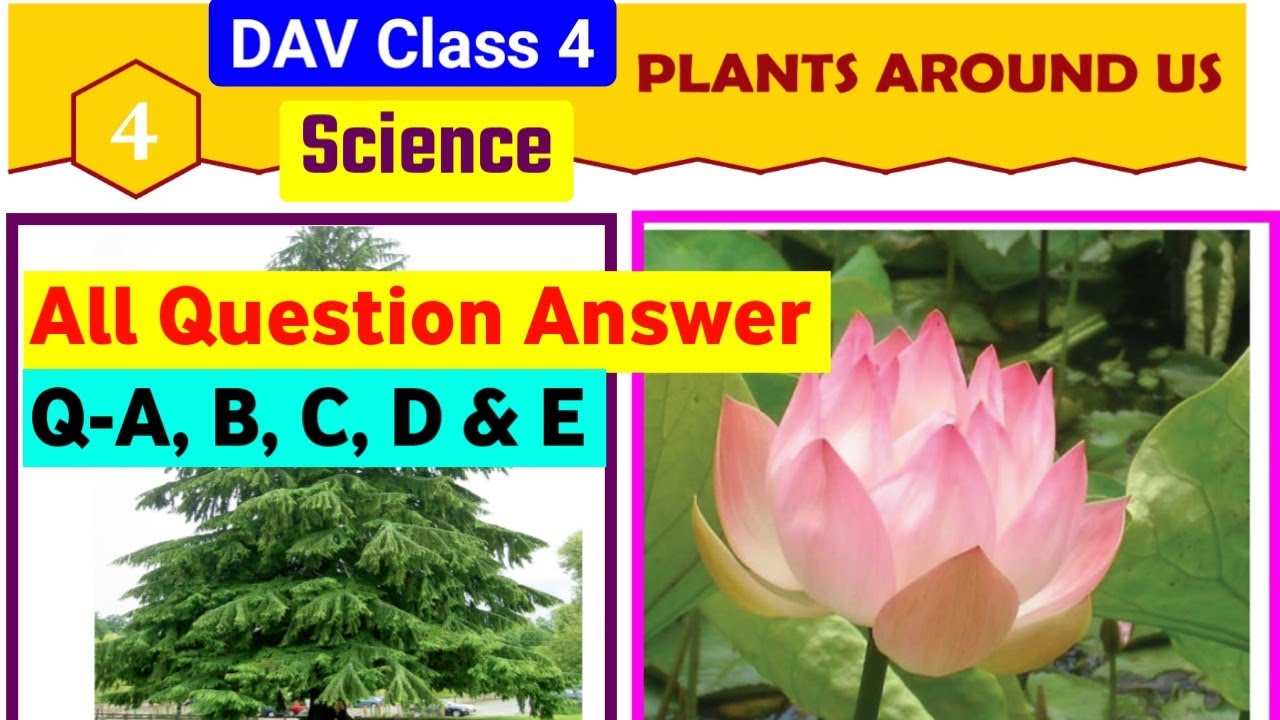 plants-around-us-question-answer-dav-class-4-science-chapter-4