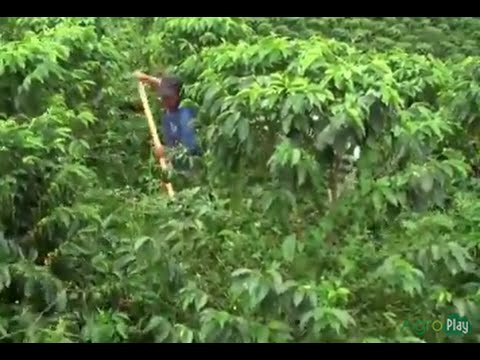Video: Control de malezas de bígaro: cómo quitar la cubierta vegetal de bígaro