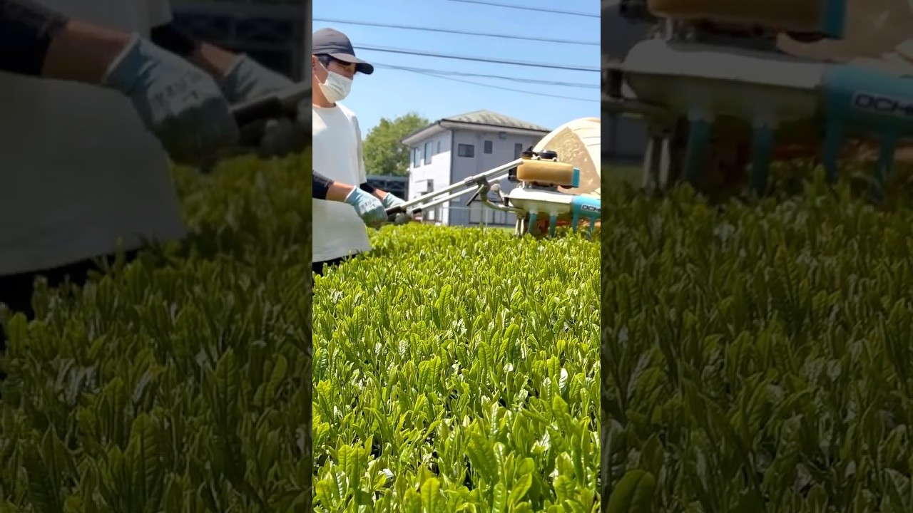 新茶販売はじめました2026 – 東京の茶工房 西村園