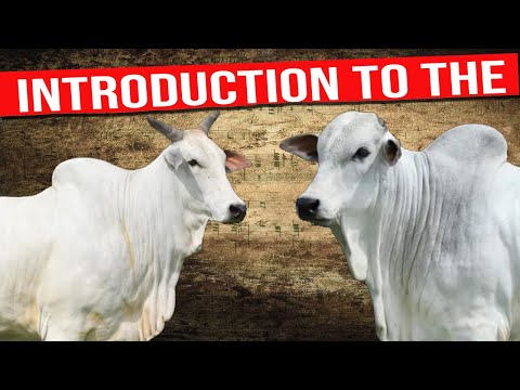 🔴 NELORE CATTLE
