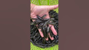 Đầy đủ các loại cá giống nước ngọt. 0909770509 #cá_giống #trại_cá_giống_út_me #traicagiongdongthap