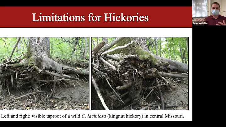 Brandon Miller: Hickories in Horticulture: Develop...