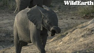 WildEarth - Sunset Safari - 10 August 2023