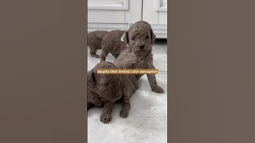Thumbnail of Understanding Canine Color Perception: Are Dogs Truly Color Blind?