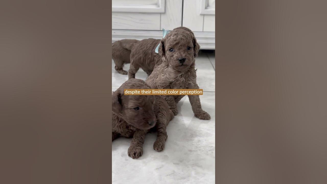 Understanding Canine Color Perception: Are Dogs Truly Color Blind?