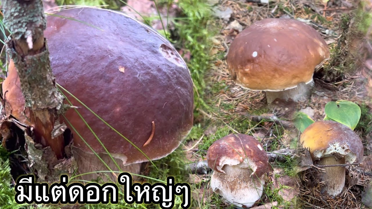 Ep33ข้ามมาอีกฝากทาง แต่ละดอกคือใหญ่มาก ขับรถมา2500กิโล หายเหนื่อย ได้เก็บเห็ดผึ้งสมใจ#เห็ดผึ้งสวีเดน