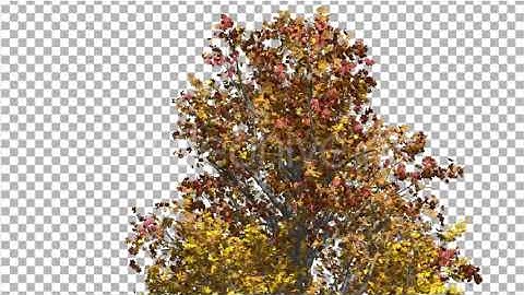 Mountain Maple Tree Crown Cut of Chroma Key Tree | Motion Graphics - Envato elements
