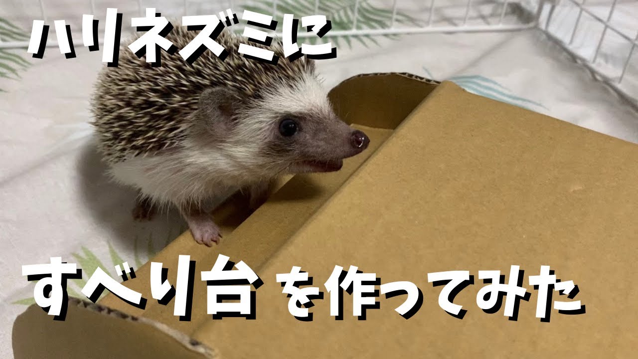 ハリネズミに段ボールで滑り台作ってみた - YouTube