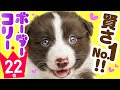 ❤️人気22位【ボーダー・コリーってどんな犬？】子犬の価格や性格、寿命、飼いやすさは？ カワイイ動画でチェック！