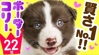 22nd Border Collie  TOP100 Cute dog breed video