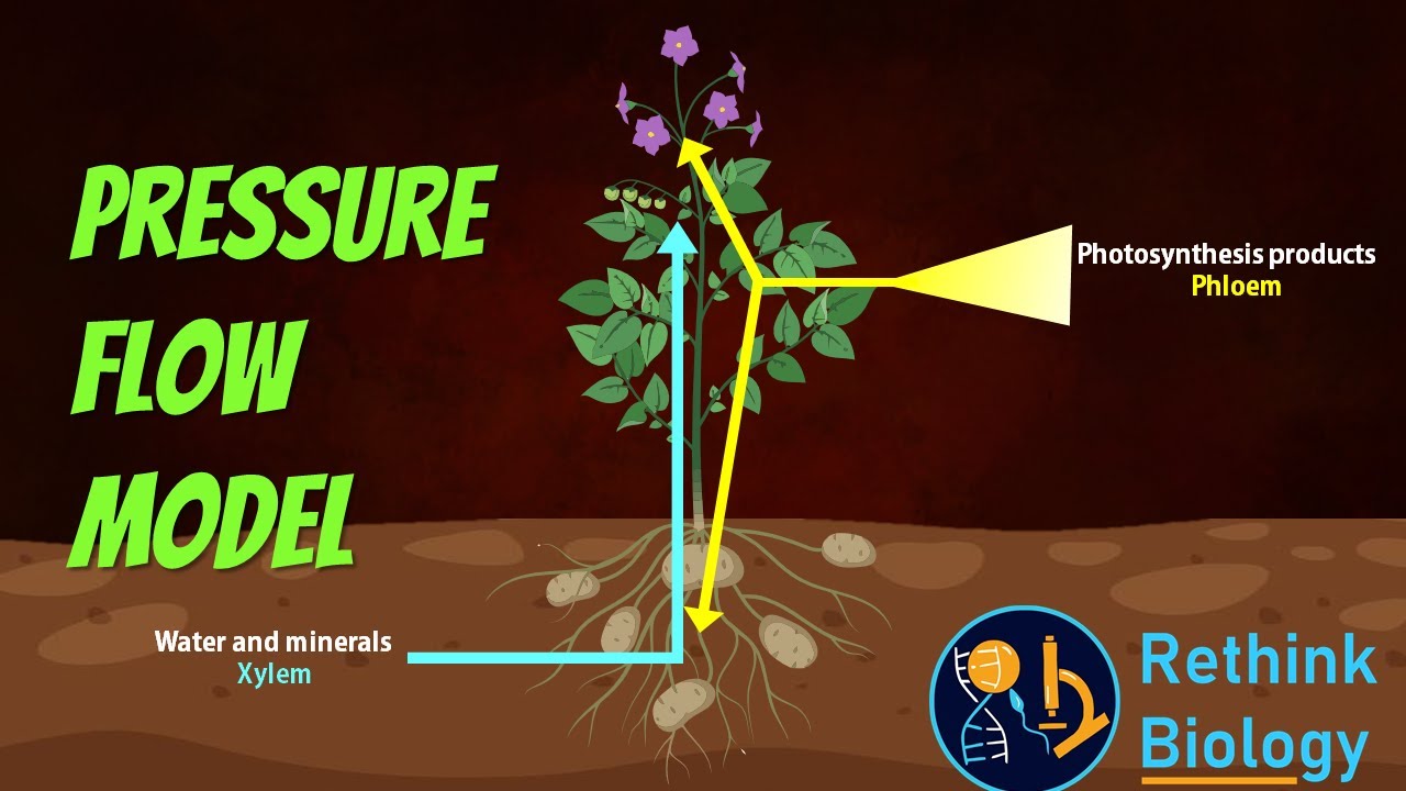 Pressure Flow Model Animation - YouTube