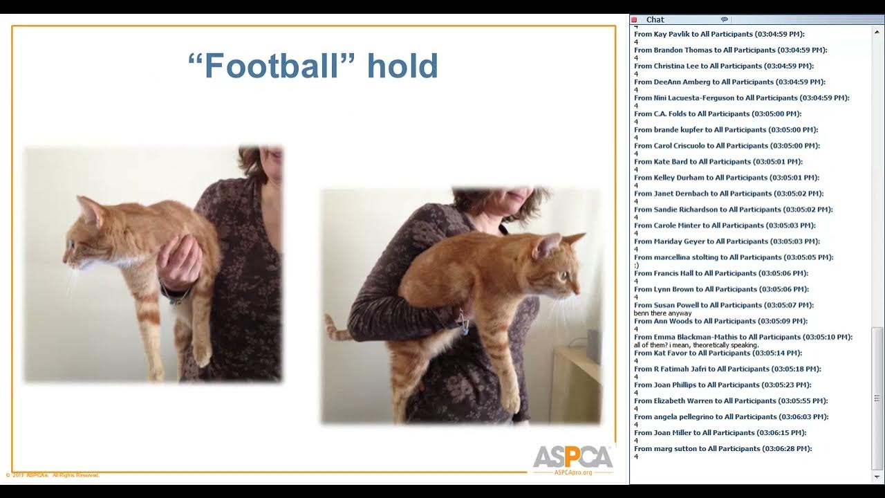 Humane Feline Handling YouTube