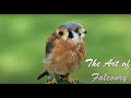 The art of falconry