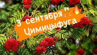 Цимицыфуга! Разности-полезности! #онкология #рак #онкожизнь #ракмолочнойжелезы #химиотерапия