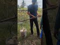 Natural Farm Sounds | Pumpkin Harvest ASMR