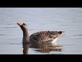 Белолобый гусь, Anser albifrons, Greater White Fronted Goose, Bläsgå, Ασπρομέτωπη χήνα,