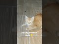 Kucing main bola 😂