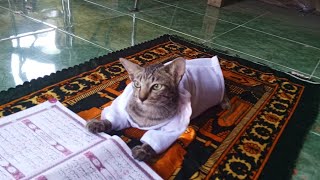 DIY. kucing pakai baju muslim