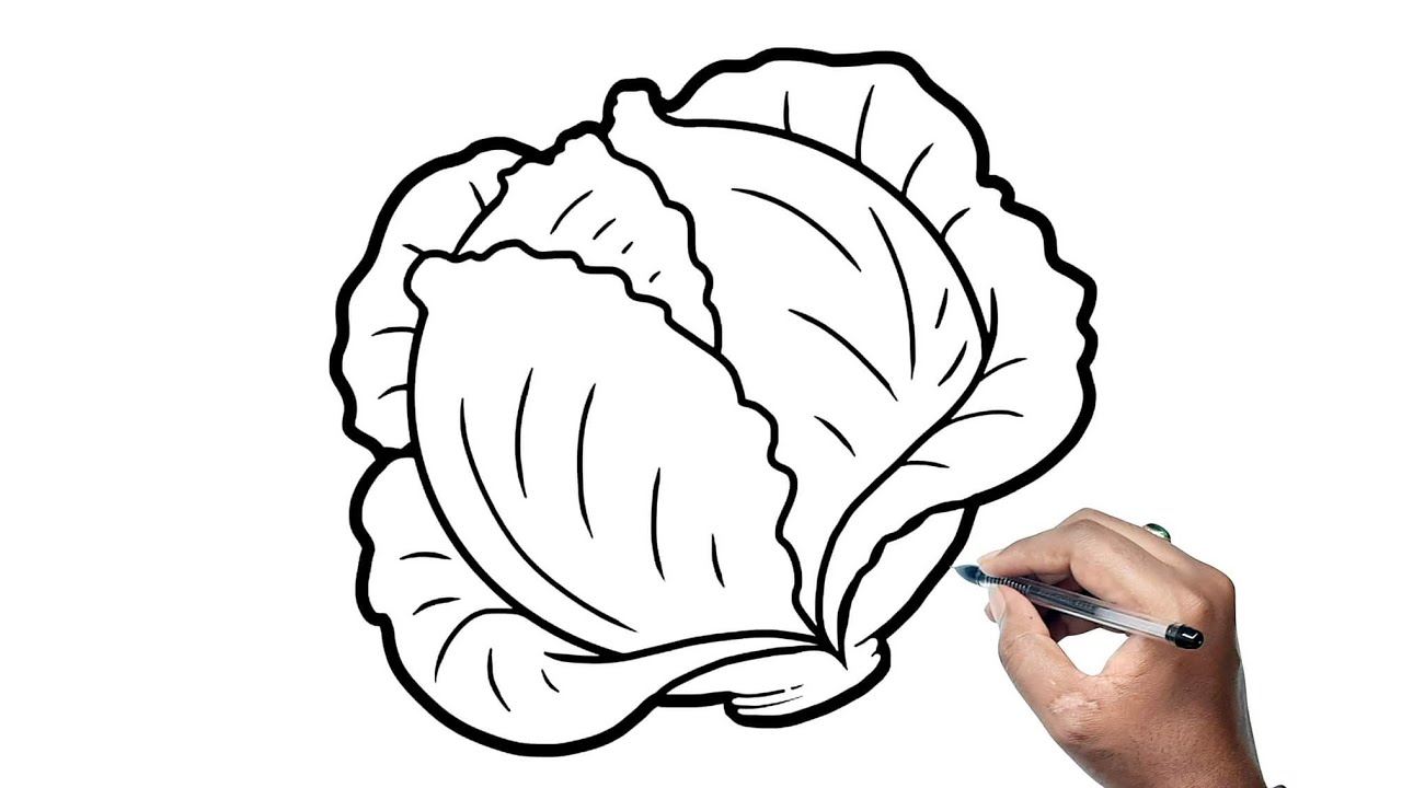 Cabbage drawing hires stock photography and images  Alamy