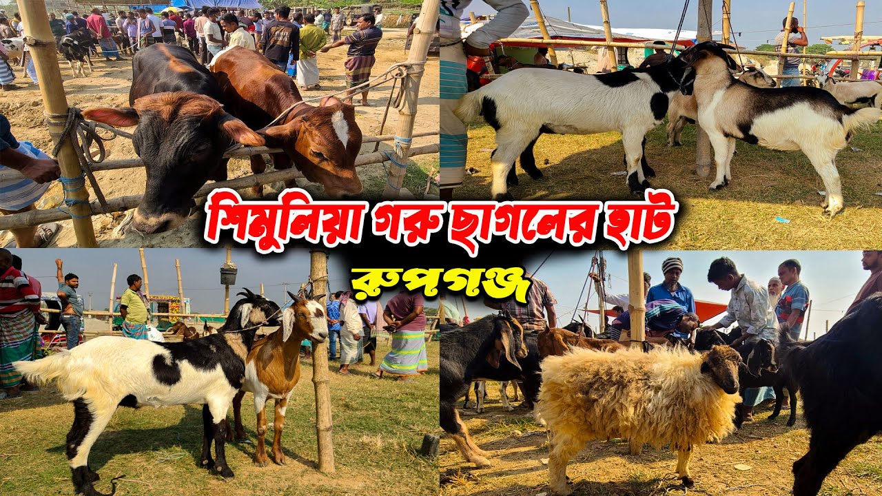 শাহিয়াল দেশাল গরুর ও ছাগলে ভরপুর শিমুলিয়া হাট আজকের লাইভ দাম! | Rupganj Shimulia Cow Market 🐄