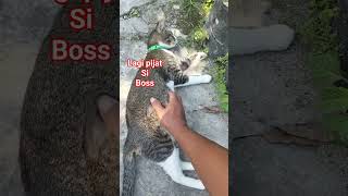 kucing kampung bestiku#cat #catshorts #best