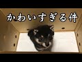 【豆柴】生後60日目の子犬が家にやってきた!【可愛すぎる】We welcomed a 60-day-old puppy at home