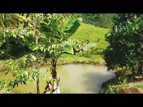Video Bán vườn cây ăn trái 4 sào có suối, thác, áo nước mặt... - youtube