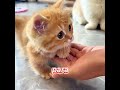 Este gato solo podía vivir dentro de una botella.#cat #love #hearttouching #shorts